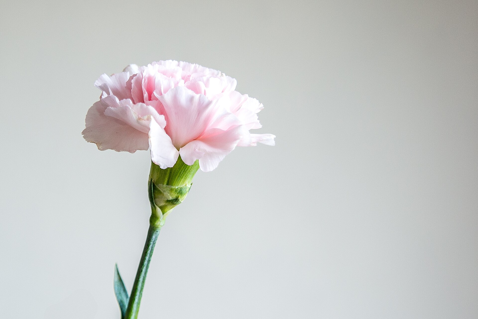 Pale pink carnation on a plain background