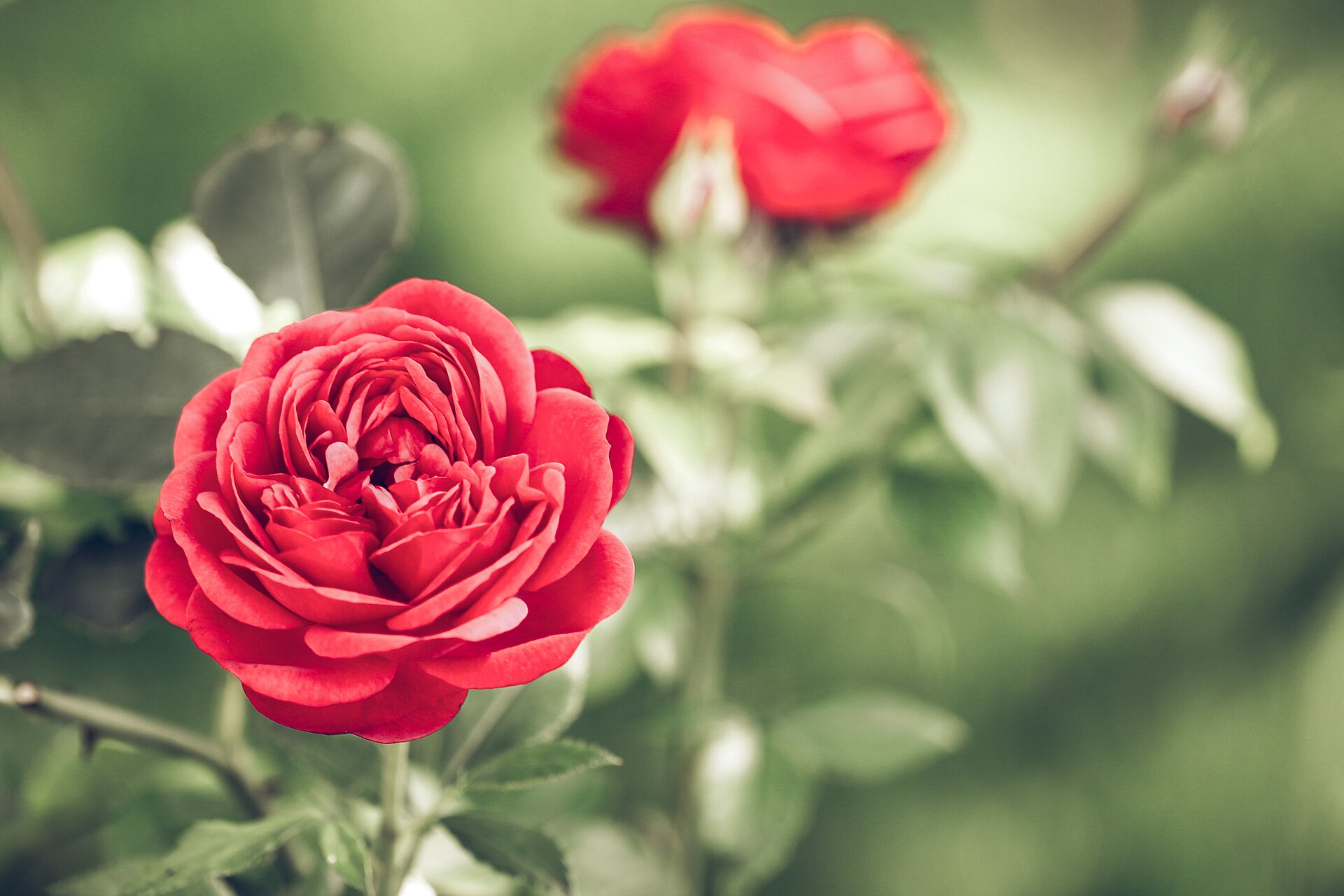 Red garden rose in full bloom