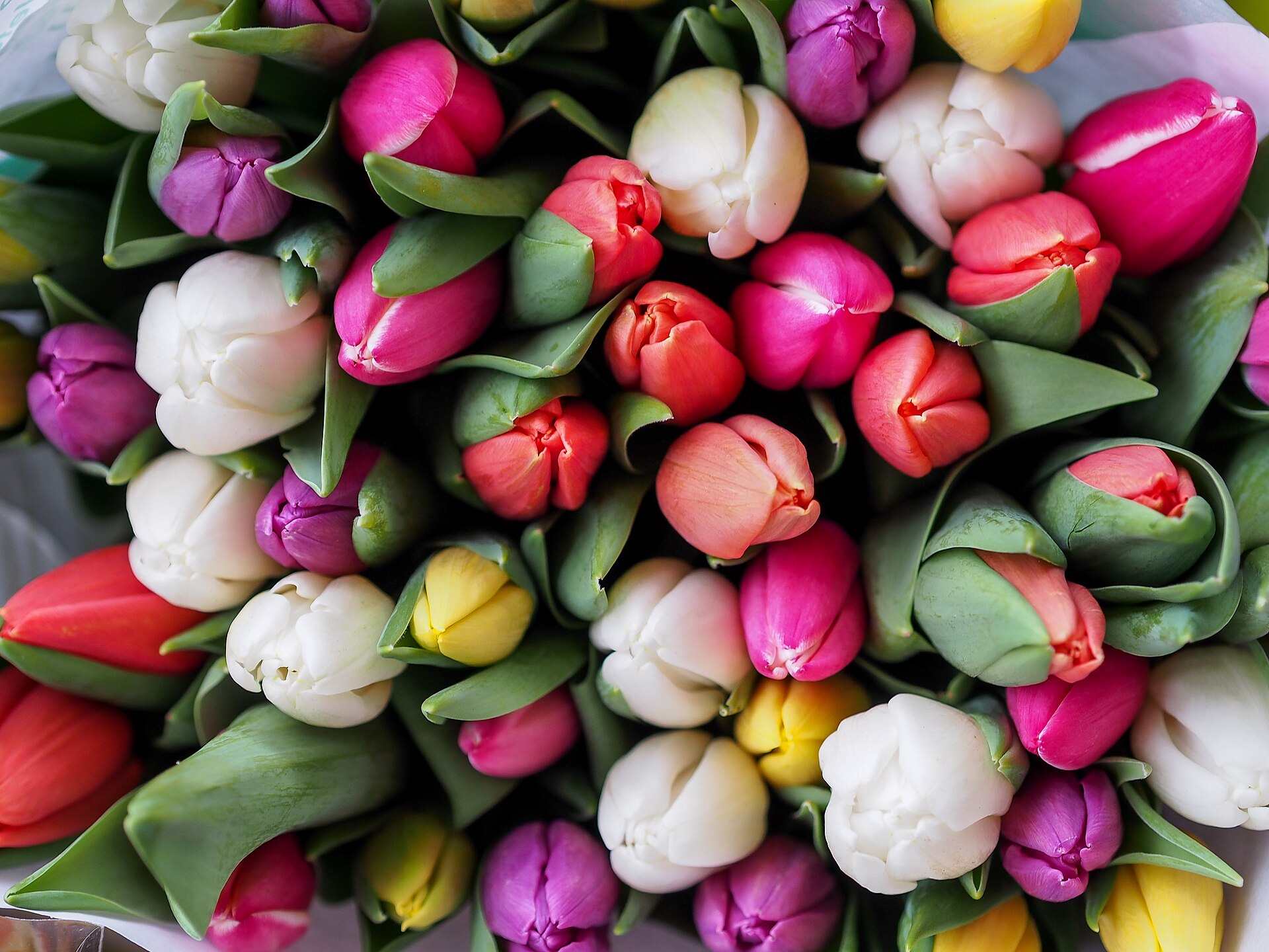 Mixed tulip bouquet seen from above